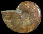 Flashy Red Iridescent Ammonite - Wide #66650-1